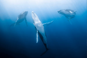 フランス領ポリネシアでクジラを待つ